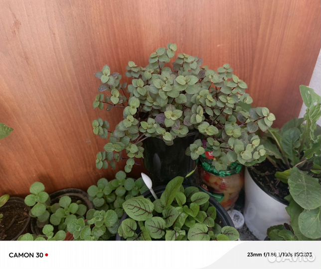 Комнатные цветы