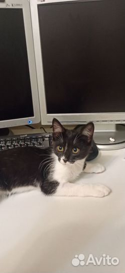 Котёнок к добрый руки