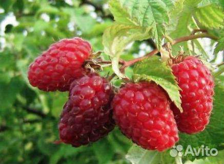 Ремонтантная малина