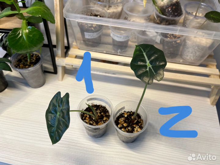 Алоказии разные