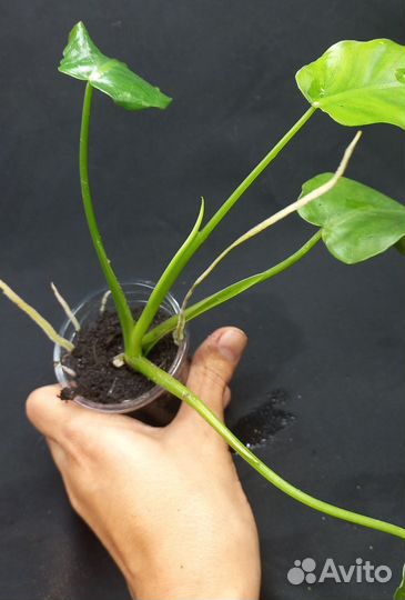 Филодендрон