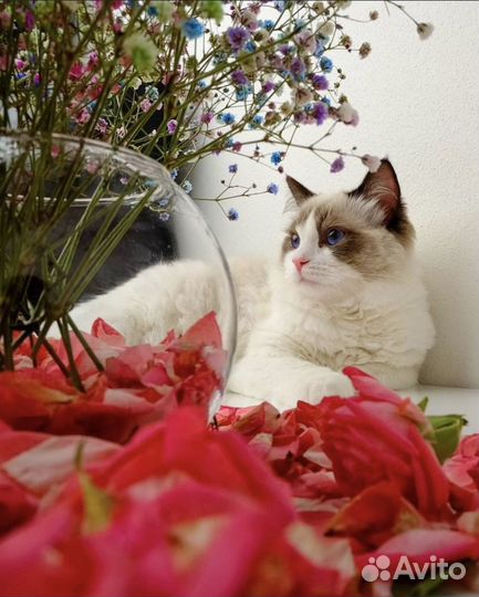 Мальчик ragdoll -вязка