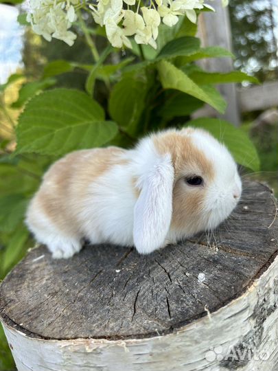 Вислоухие карликовые декоративные кролики