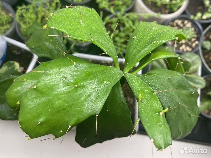 Суккуленты крассула денежное дерево