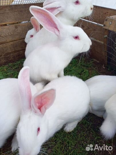 Чистопородные Кролики Белый паннон