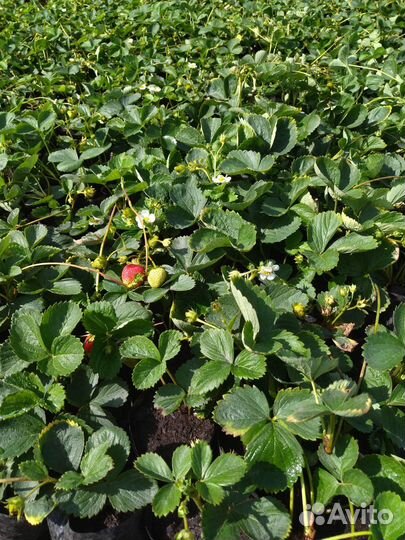 Саженцы ремонтантной клубники