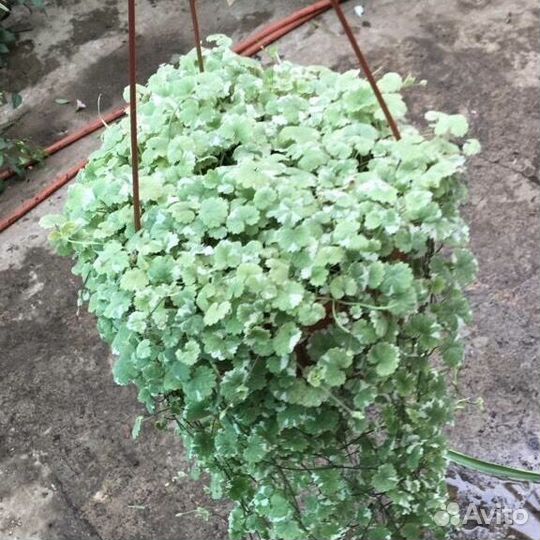 Будра плющевидная