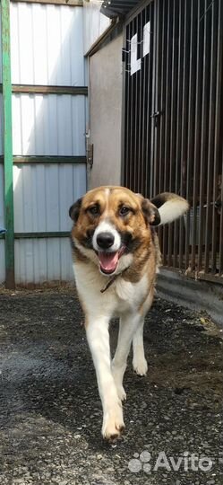 Собака из приюта ищет дом