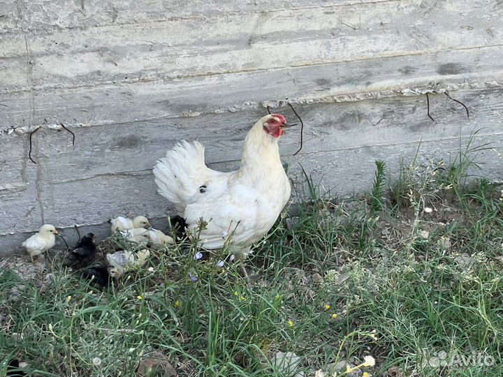 Куры петухи