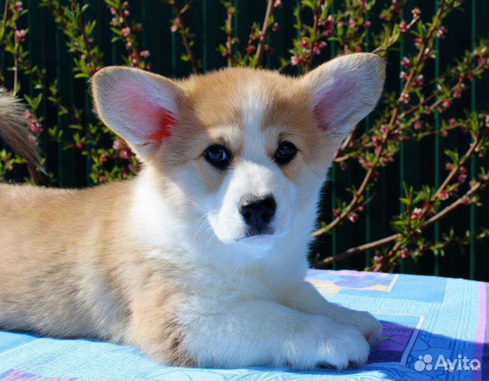 Вельш-корги пемброк