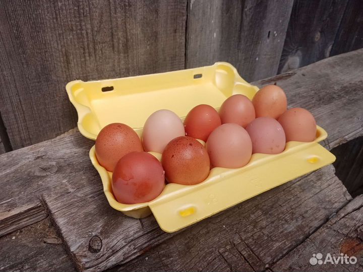 Домашние куриные яйца