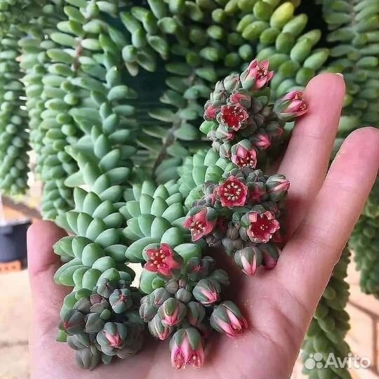 Седум буррито