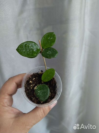 Сортовые хойи