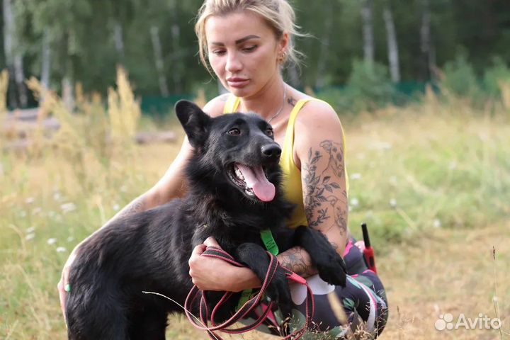 Метис овчарки в добрые руки