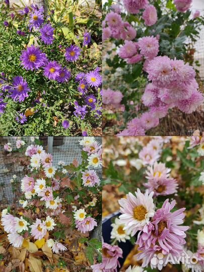 Цветы для сада