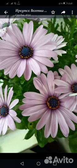 Черенки вегетативных растений на заказ