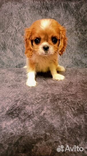 Мини мальчик Кавалер