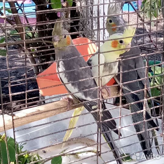 Попугаи,корелла нимфа