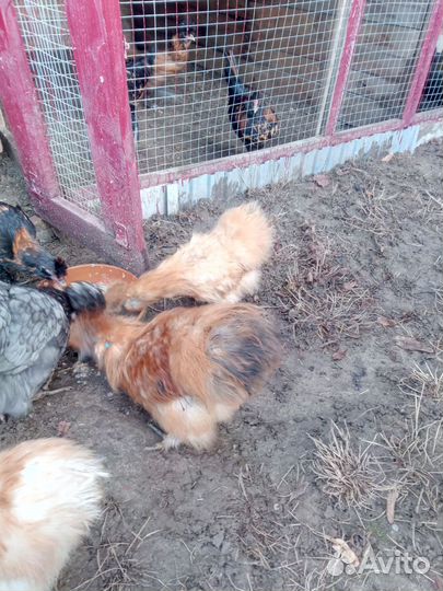 Китайские шелковые подрощенные цыплята