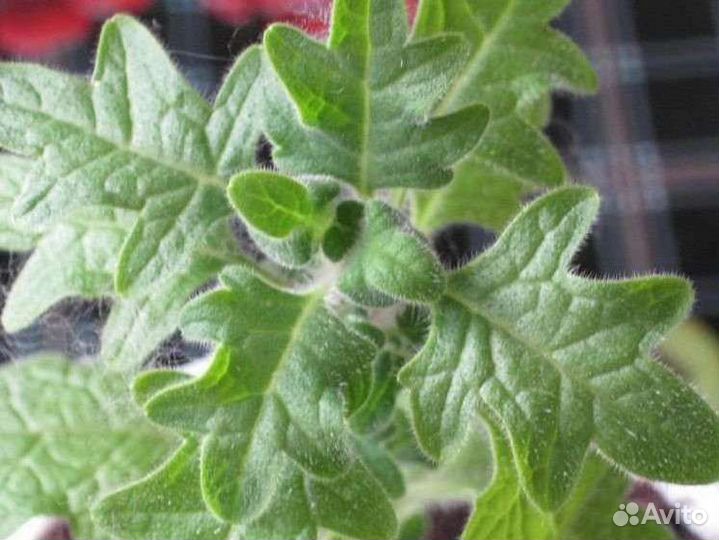 Редкие комнатные растения 2