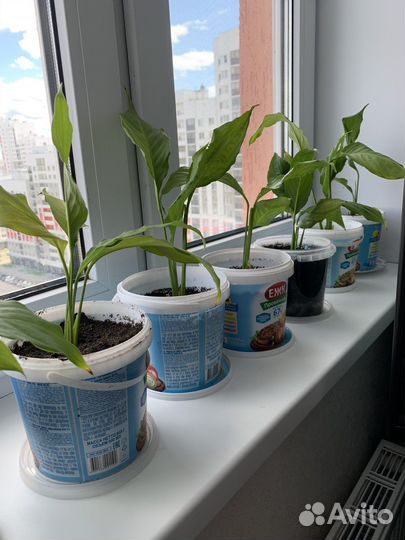 Цветок женское счастье - спатифиллум