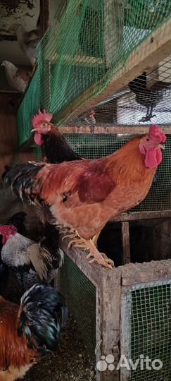 Петухи чешский доминант