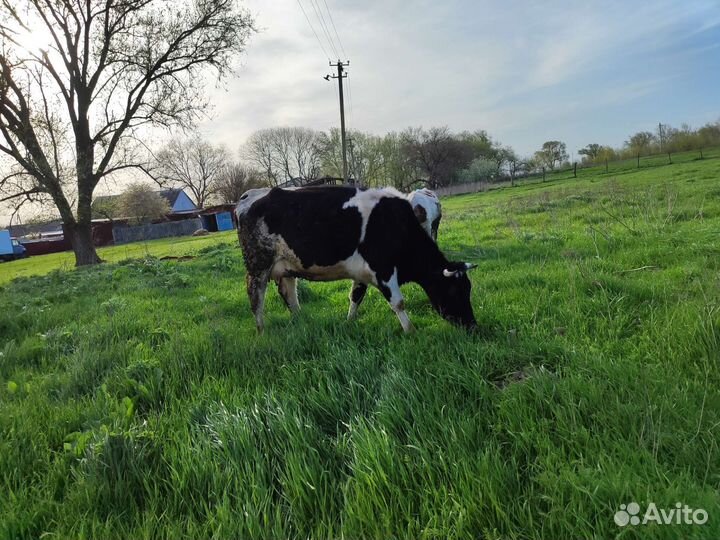 Коровы дойные молочные