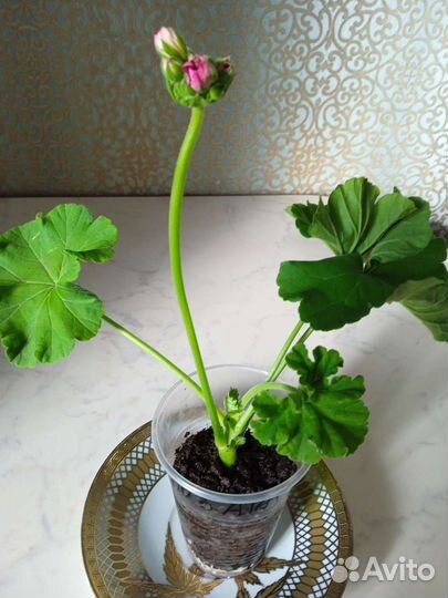 Пеларгония герань