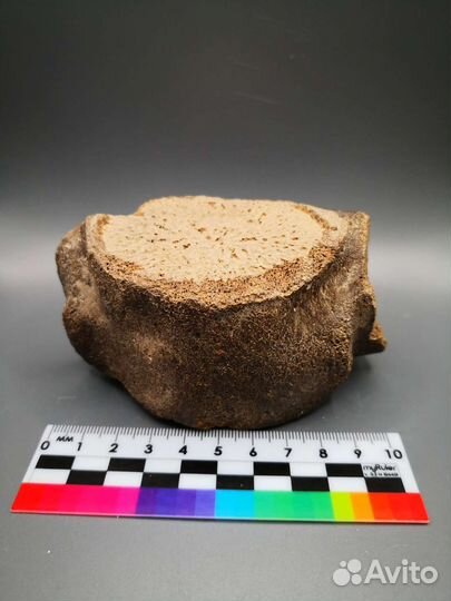 Позвонок ископаемого кита цетотерии, Тамань