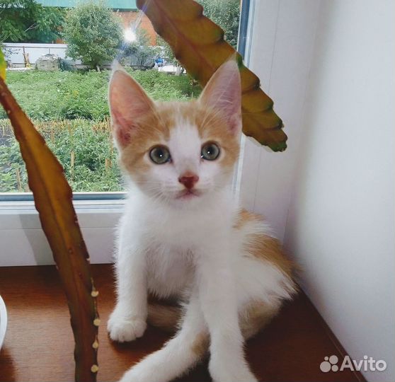 Рыжик котик 2.5 месяца