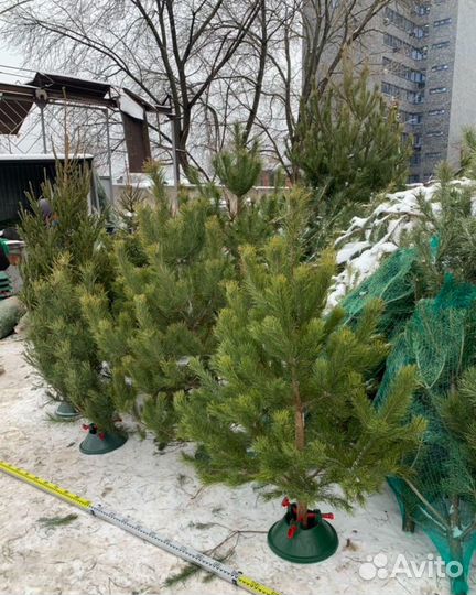 Ель с доставкой