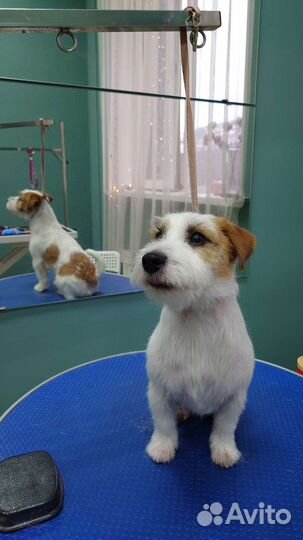 Тримминг всех пород, стрижки собак