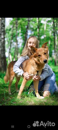 Собака живёт в приюте