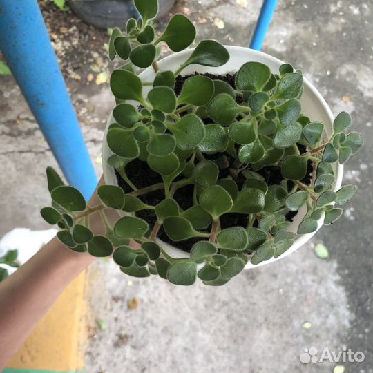 Аихризон дерево любви