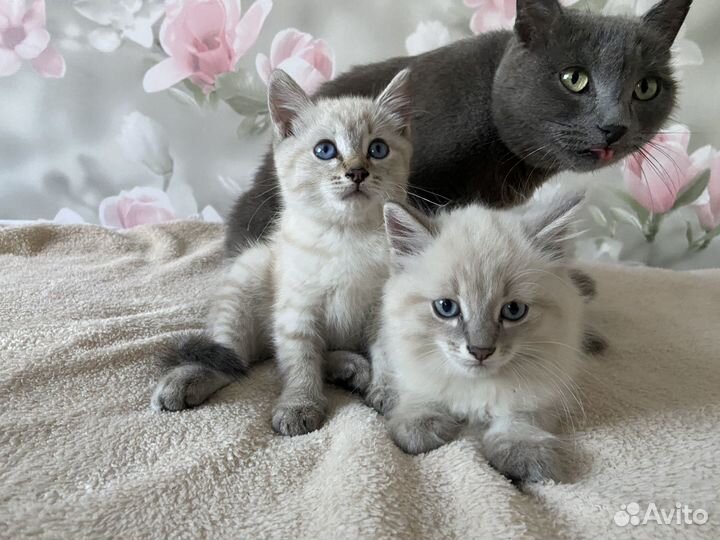 Отдам котиков в добрые руки(бесплатно)