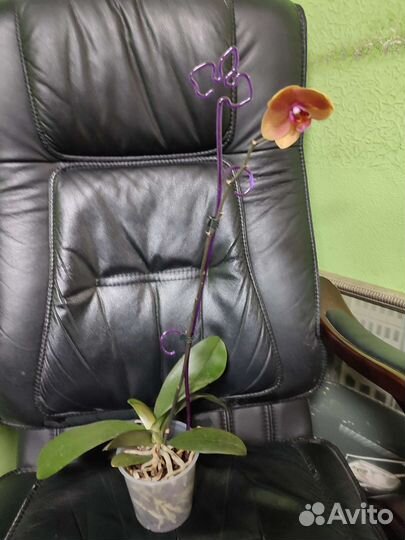 Орхидея фаленопсис