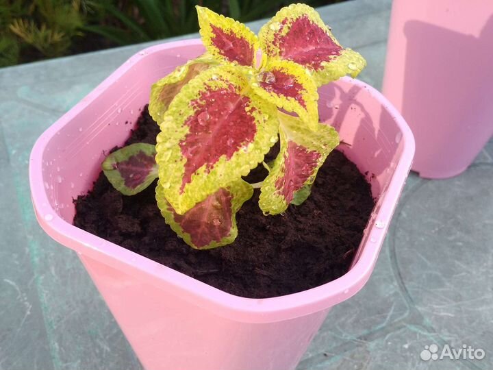 Колеус сортовой