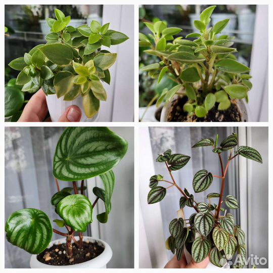Пеперомии сортовые
