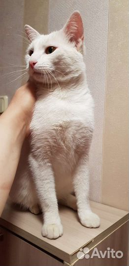 Белый котенок ангорский Сахарок мальчик 2года