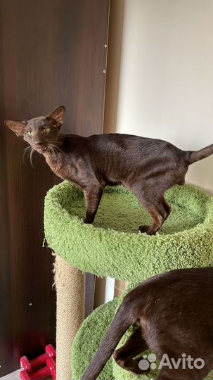 Ориентальный кот