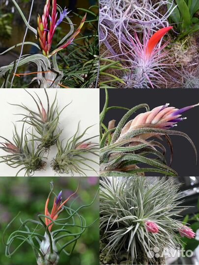 Тилландсия атмосферная Новое поступление