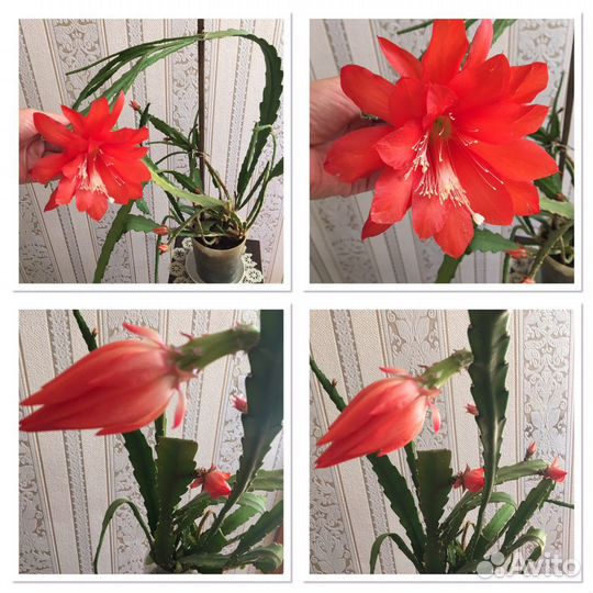 Эпифиллумы