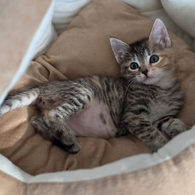 Котёнок в добрые руки