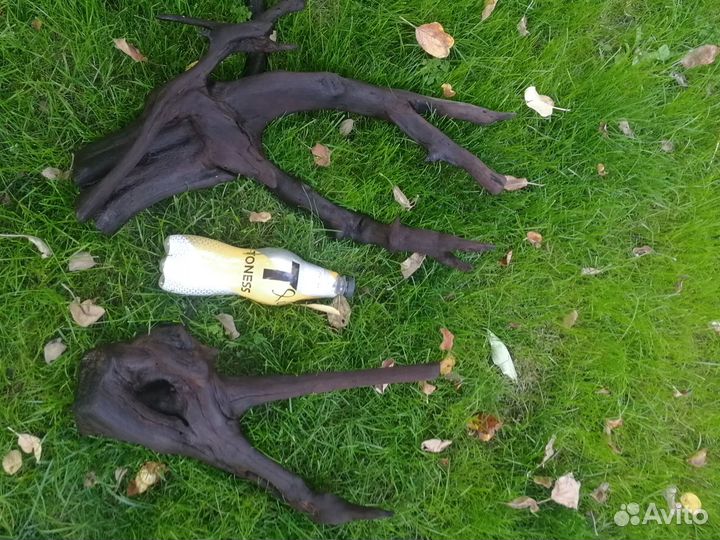 Астронотусы, Птеоигоплихт, Коряги