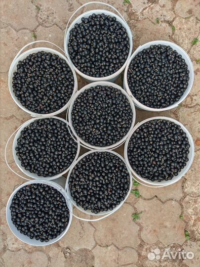 Ягоды чёрной смородины