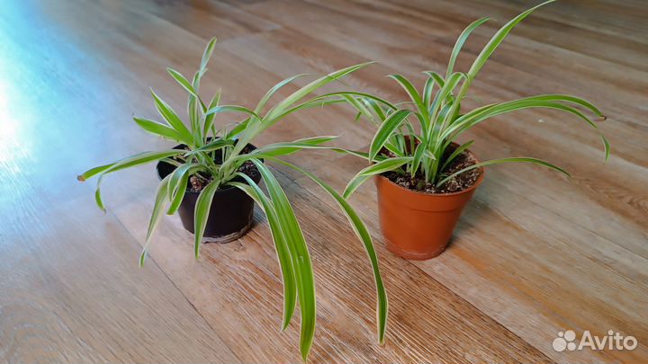 Хлорофитум