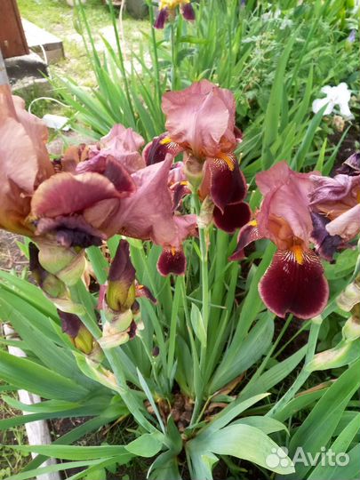 Ирисы бородатые, рябчик