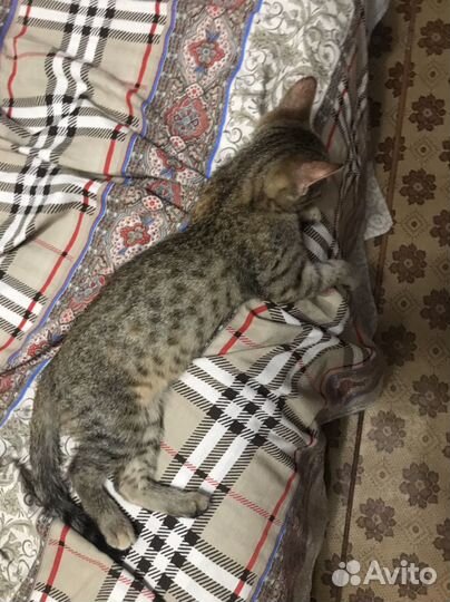 Кошка в добрые руки