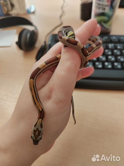 Маисовый полоз