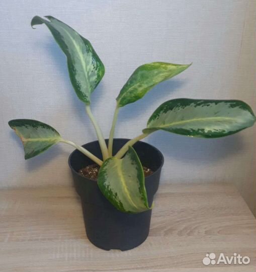 Аглаонема Уши слона Призрак Роял Даймонд